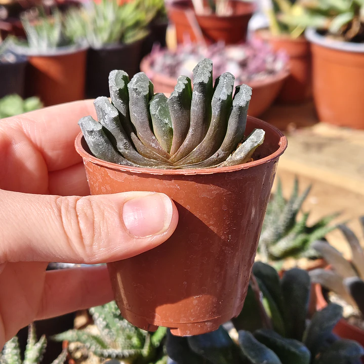 Haworthia truncata  3