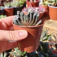 Haworthia truncata  - Miniatura 3