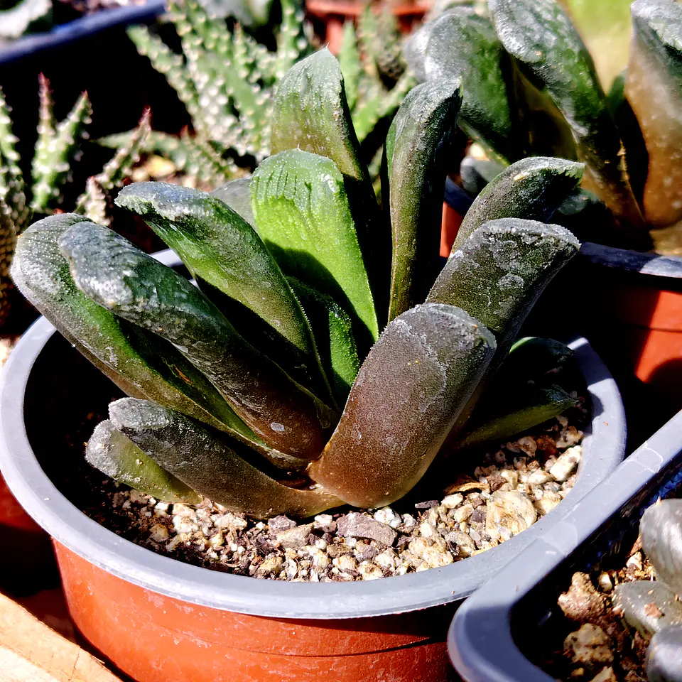 Haworthia truncata X 3