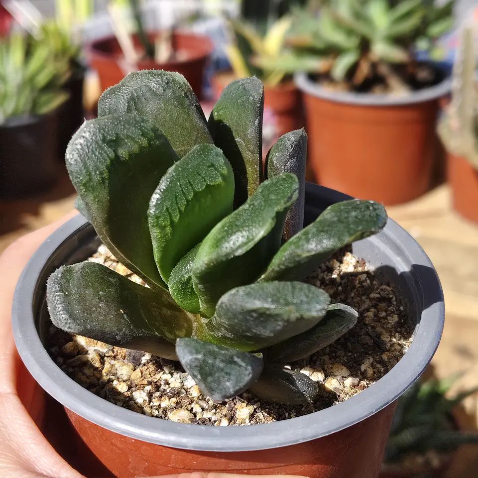 Haworthia truncata X 1