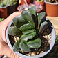 Haworthia truncata X - Miniatura 2