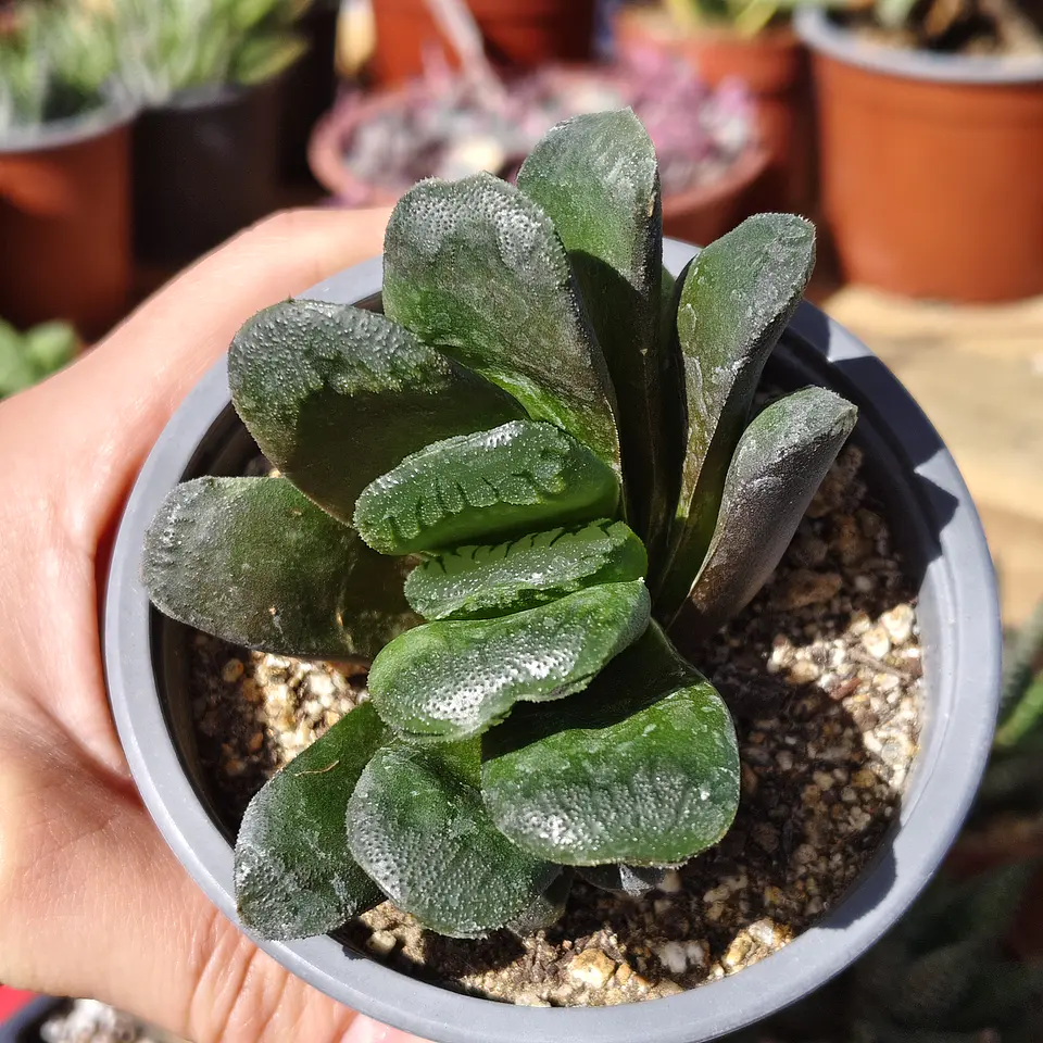 Haworthia truncata X 2