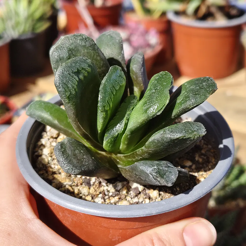 Haworthia truncata X 4