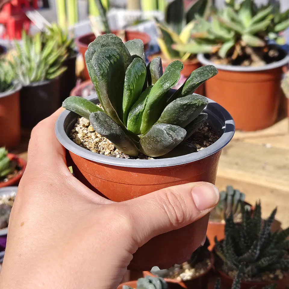 Haworthia truncata X 5