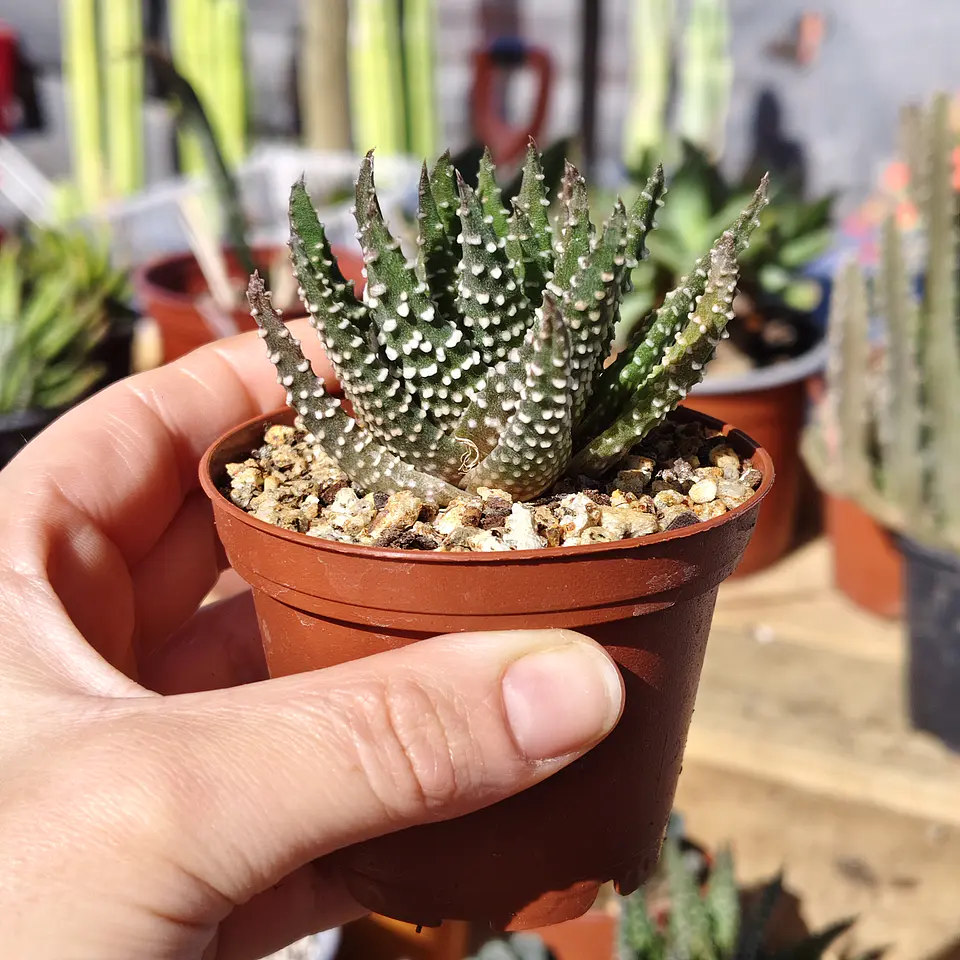Haworthia pumila  2