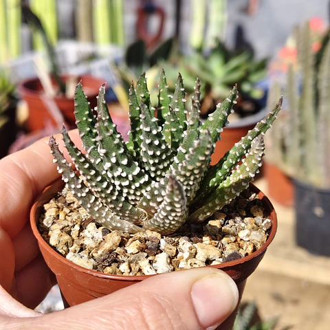 Haworthia pumila 