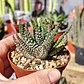 Haworthia pumila  - Miniatura 1