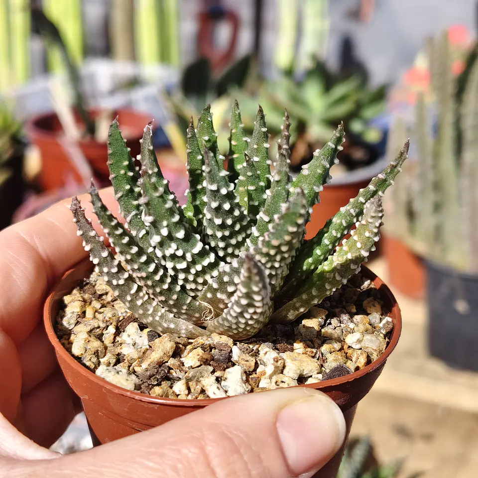 Haworthia pumila  1