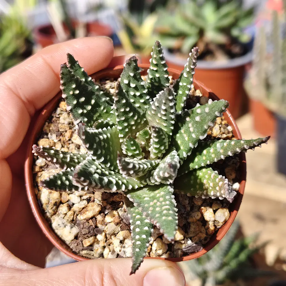 Haworthia pumila  3
