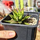 Haworthia Glabrata  - Miniatura 1