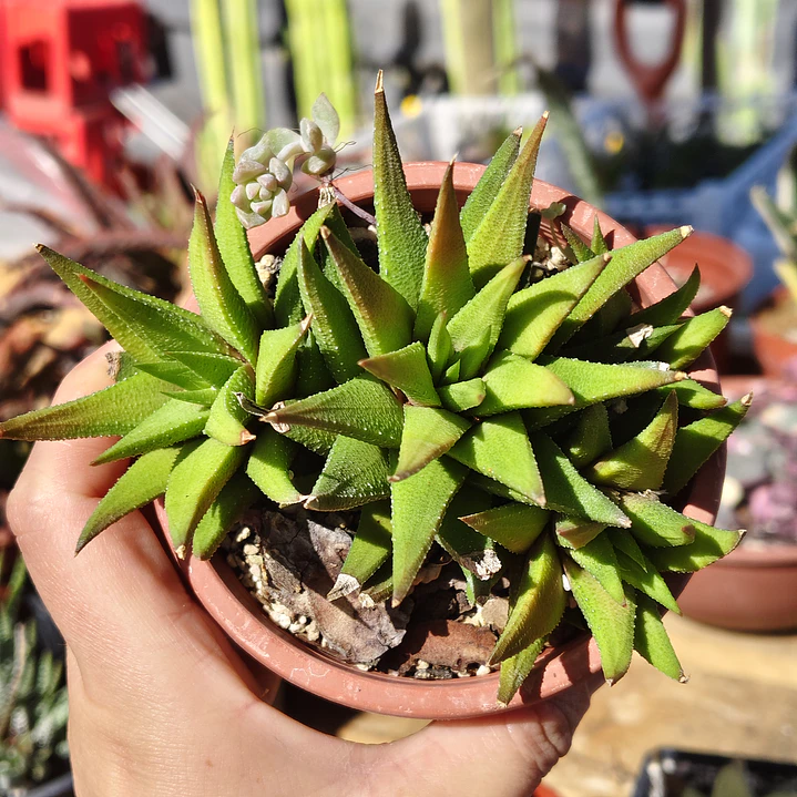 Haworthia Glabrata  2