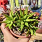 Haworthia Glabrata  - Miniatura 2
