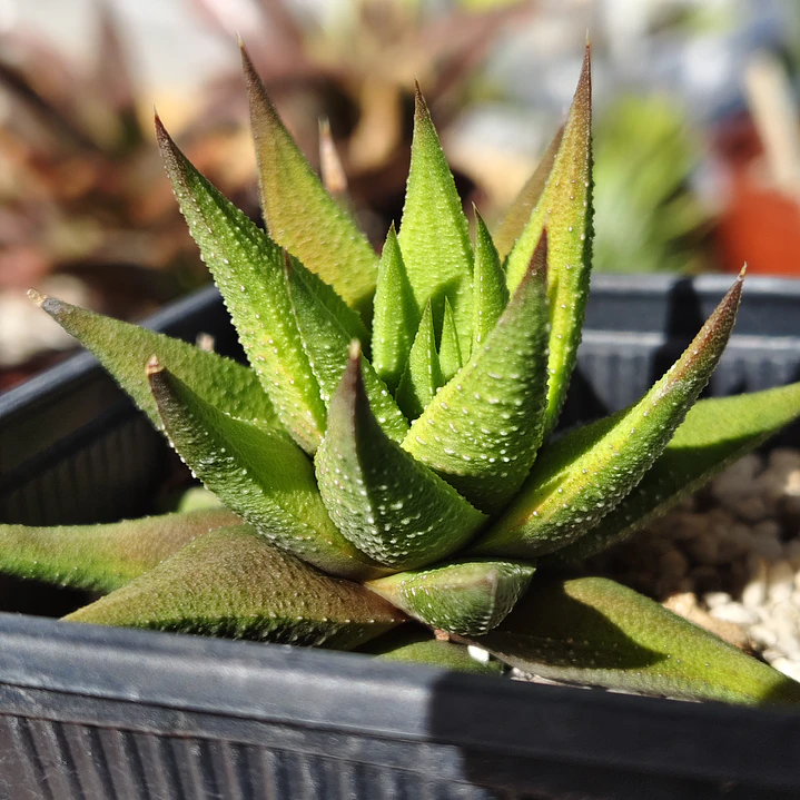 Haworthia Glabrata  3
