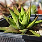 Haworthia Glabrata  - Miniatura 3