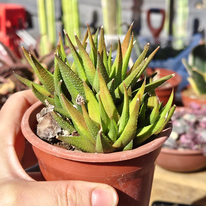Haworthia Glabrata  4