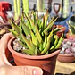 Haworthia Glabrata  - Miniatura 4