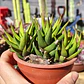 Haworthia Glabrata  - Miniatura 5