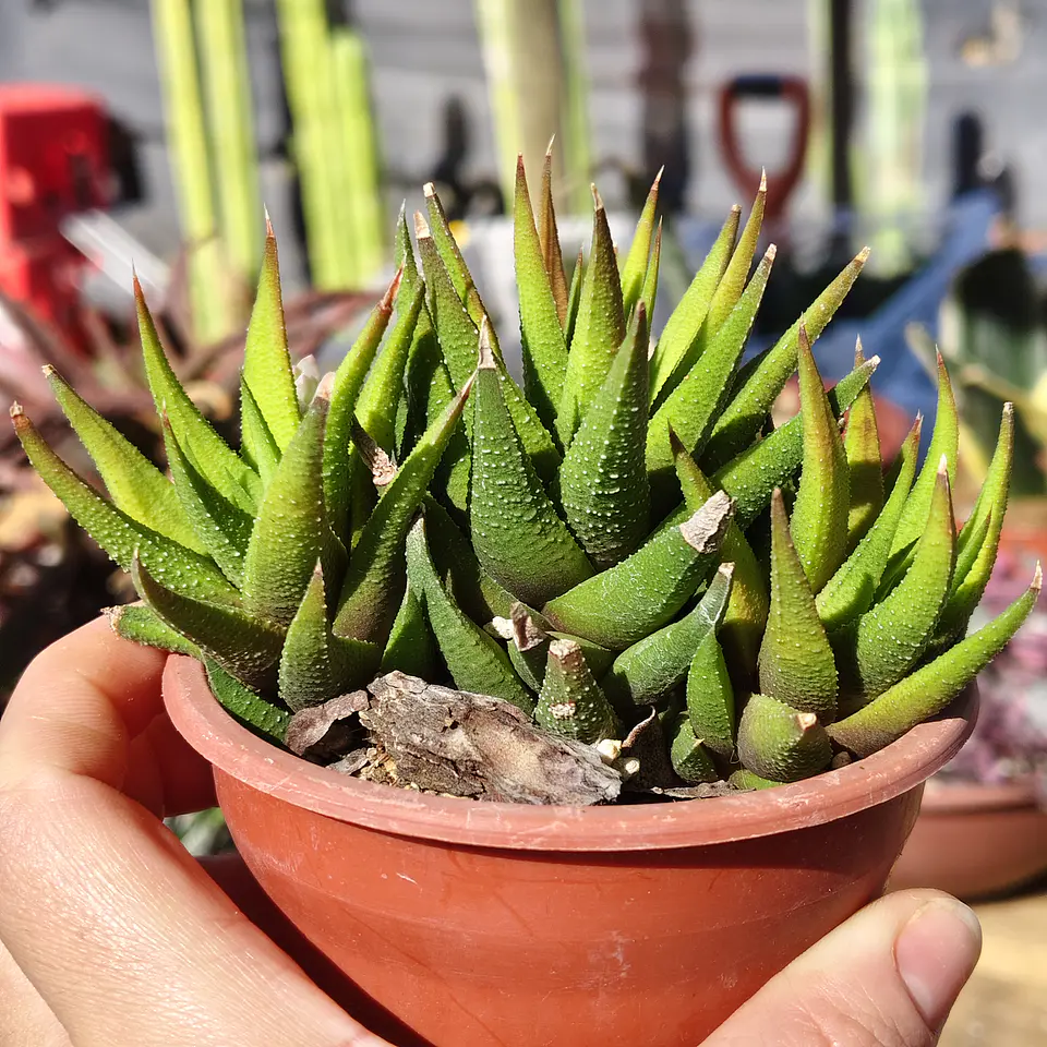 Haworthia Glabrata  5