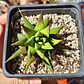 Haworthia Glabrata  - Miniatura 6