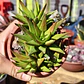 Haworthia Glabrata  - Miniatura 7