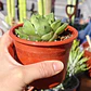 Haworthia Cymbiformis - Miniatura 2
