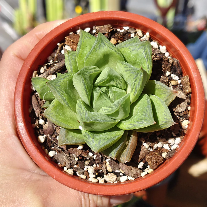 Haworthia Cymbiformis 1