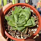Haworthia Cymbiformis - Miniatura 3