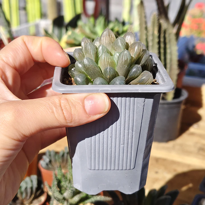 Haworthia Cooperi 4