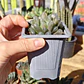 Haworthia Cooperi - Miniatura 4