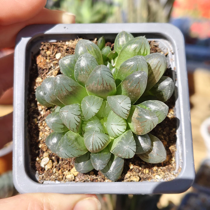 Haworthia Cooperi 5