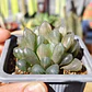Haworthia Cooperi - Miniatura 6