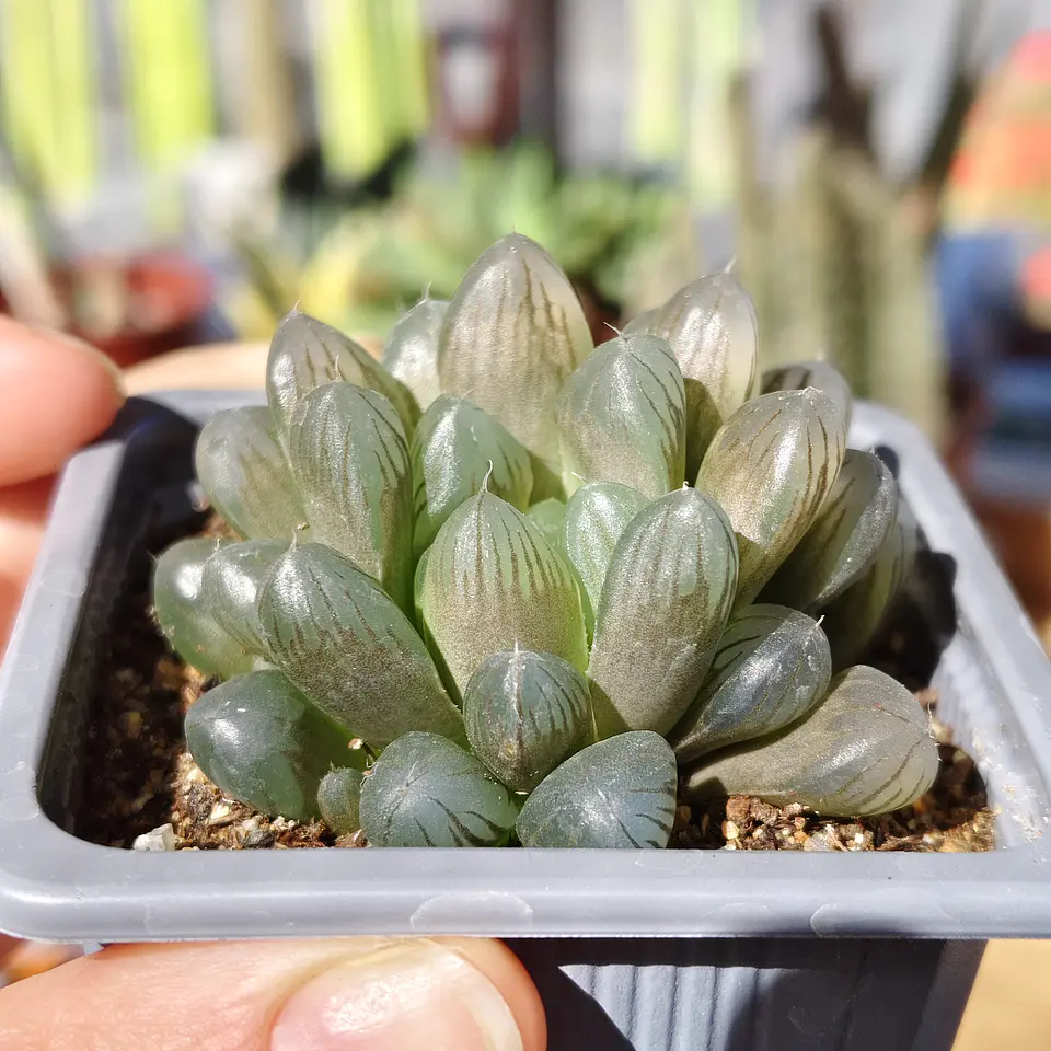 Haworthia Cooperi 6