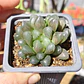 Haworthia Cooperi - Miniatura 7