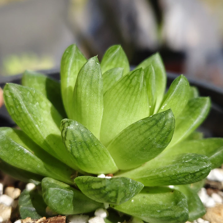 Haworthia Cymbiformis Var. Obtusa 2