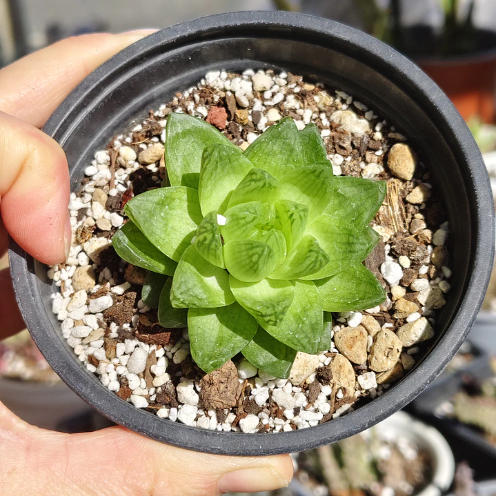 Haworthia Cymbiformis Var. Obtusa 3