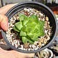 Haworthia Cymbiformis Var. Obtusa - Miniatura 3