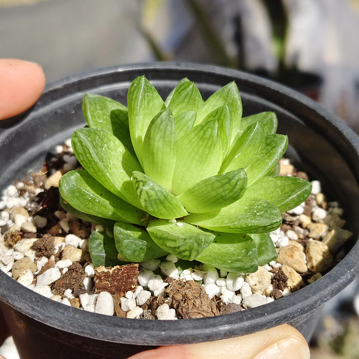 Haworthia Cymbiformis Var. Obtusa 1