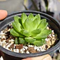Haworthia Cymbiformis Var. Obtusa - Miniatura 1