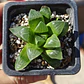Haworthia Retusa - Miniatura 2