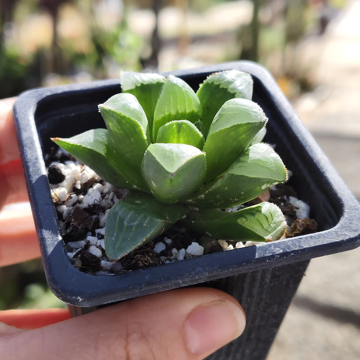 Haworthia Retusa 1