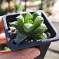 Haworthia Retusa - Miniatura 1