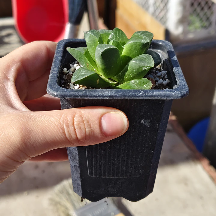 Haworthia Retusa 3