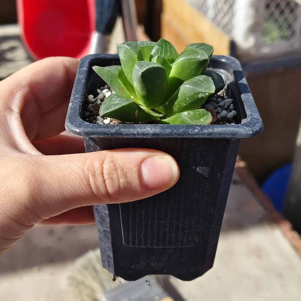 Haworthia Retusa 3