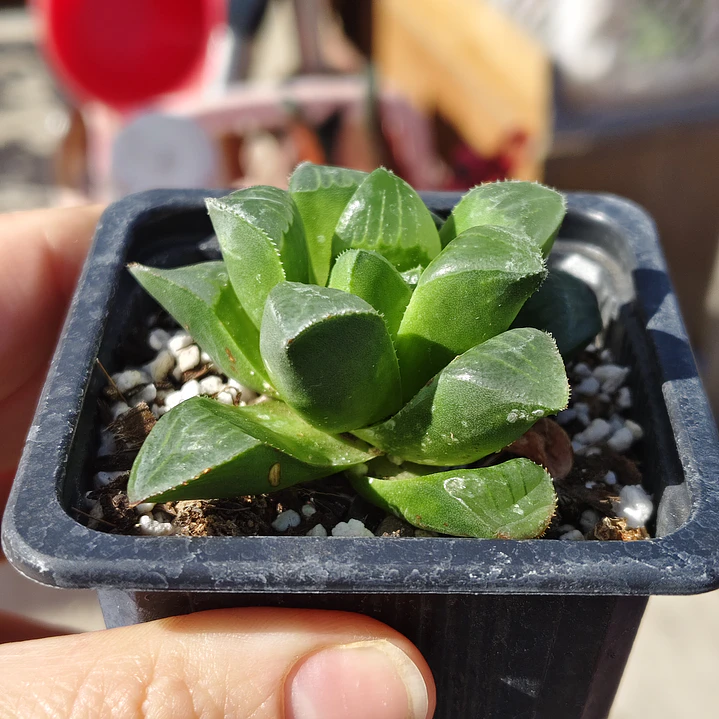 Haworthia Retusa 4