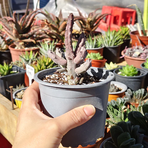 Huernia pendulata