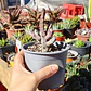 Huernia pendulata - Miniatura 1