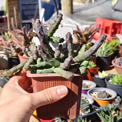 Huernia pendulata