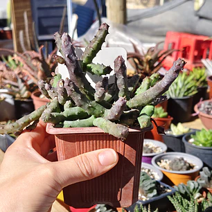 Huernia pendulata