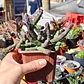 Huernia pendulata - Miniatura 2