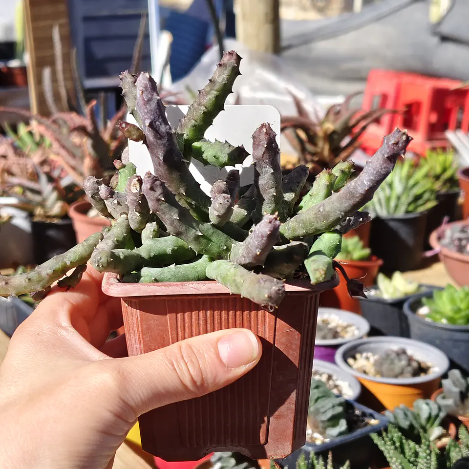 Huernia pendulata 2